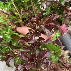 新鲜红草五色草红节节草红狗肝菜台湾枸杞菜锦绣苋红田乌西洋500g