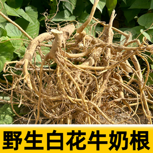 福建南靖正宗野生竹叶白花牛奶子根煲汤材料客家牛乳树根包邮500g