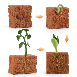 montessori 仿真模型植物成长周期种子发芽儿童科教认知摆件