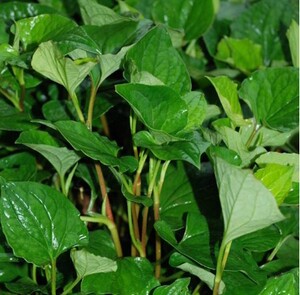 野生新鲜嫩鱼腥草根茎带叶折耳根榨汁烧菜凉拌500g江浙沪5斤包邮