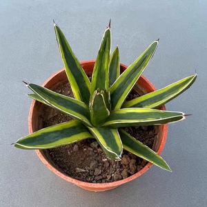 稀有【笹之雪锦精选龙舌兰颗世之雪锦多肉植物办公室观赏性盆栽