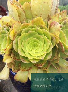 毛绒燕姿 多肉法师莲花掌 多头老桩 满38全国包邮