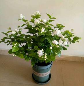 菊花大花型超重瓣菊花茉莉王 茉莉花苗 菊花茉莉 盆栽花卉