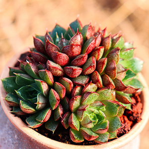 皇冠猫眼多肉植物