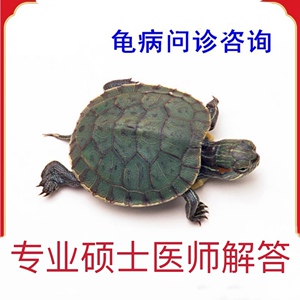 乌龟医生