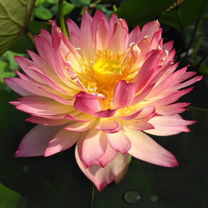 大唐芙蓉中型丰花碗莲种藕荷花盆栽莲花阳台水培花植物建国碗莲苑