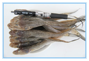 海产品 海鲜咸鱼干 晒扔巴鱼 楞巴鱼海鲶鱼沙光鱼赛龙王 每份250g