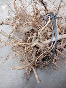 福建武平野生牛奶子根五爪金龙客家汤膳中草药材养生250g