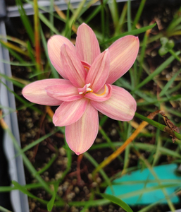 印尼重瓣风雨兰z. beauty mystic 美丽幻想 满68包邮