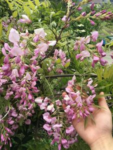 80同款货源倾城花音7582淘宝紫藤花种子 多花藤萝籽 紫藤树种子