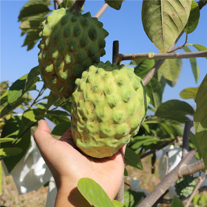 释迦果 云南本土高原凤梨释迦大果 ap牛奶番荔枝新鲜水果顺丰包邮