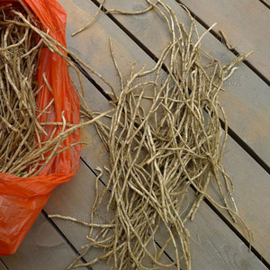 湖北特产农产品野生蔬菜藜蒿根泥蒿根芦蒿根水蒿根蒿子根配菜包邮