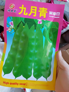 新籽东北豆角籽九月青豆角种子架豆油豆角种籽满纯正九月青包邮