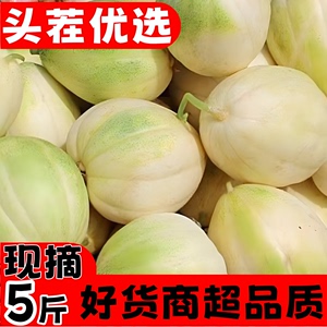 东北甜瓜京密新鲜现摘香瓜应季水果孕妇特产瓜果时令生鲜果包邮
