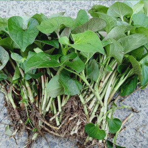 折耳根苗凉拌菜中草药茶饮鱼腥草种苗野生蔬菜清热袪火绿植物盆栽