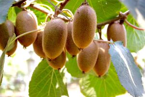 猴头猴脑-陕西特产周至新鲜翠香猕猴桃精品25个装包邮