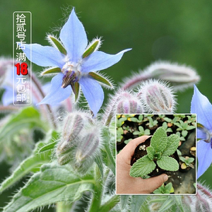 琉璃苣种苗星状花朵极耐寒黄瓜清香味道食用蔬菜蓝紫色花白色