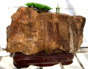 奇石缅甸硅化木化玉树化石降龙木树皮礼品观赏石头树化玉镇宅装饰