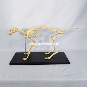 猫全身骨骼模型高仿真猫骨骼标本动物骨架带底座宠物医院兽医用具