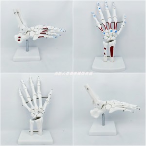 人体1:1手脚关节骨骼骨架模型带肌肉起止点着色可弯曲 医教学教具