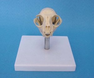 猫头骨模型 动物骨骼骨架 动物头骨模型 兽医用标本