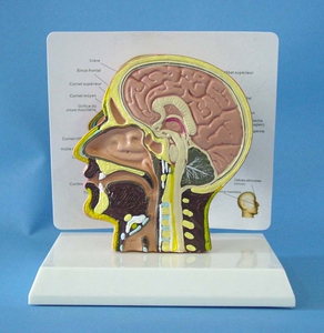 包邮人体头颅解剖模型(半边)头骨 教学医用讲解模型