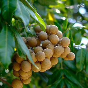 阿几 秋日限定 新鲜龙眼桂圆 松风本一级大果 现摘现发 顺丰包邮