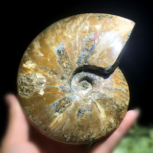 天然马达加斯加斑彩螺化石转运螺菊石海螺古生物化石摆件标本原石