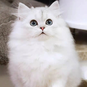 纯种金吉拉猫活体波斯长毛宠物猫蓝绿眼白色可爱猫咪猫舍血统活物