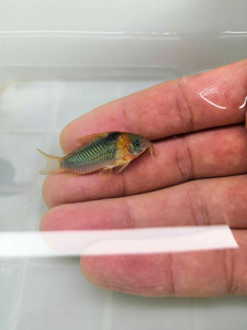 【影子水族小铺】尼青鼠鱼  老鼠 尼格罗青鼠 青鼠 野生f1