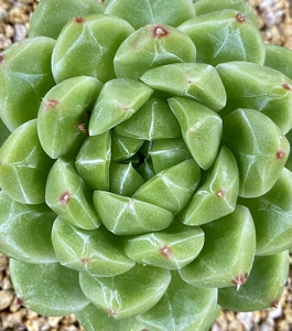 【娇阳的多肉时光】直播专拍 ①钻石珍妮多肉