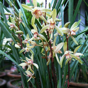 现不带花 特价  大青兰花浓香经典建兰四季兰金嘴特价名贵室内