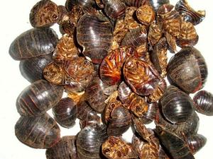 80zz1680916zz淘宝干土元泡酒优质中药材产地直销 食用接骨干地鳖虫