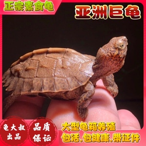 亚洲巨型龟亚巨乌龟苗亚巨种龟素食龟吃菜龟半水龟养龟观赏龟招财