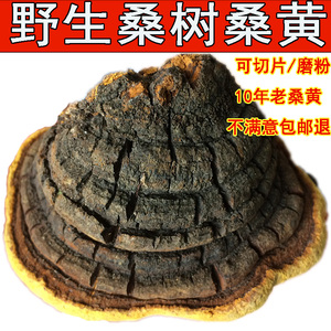 桑黄西藏野生纯天然桑树桑灵芝生长10年桑黄整枝可切片林芝500克