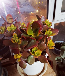 稀有花月紫叶玉树,出售砍头苗