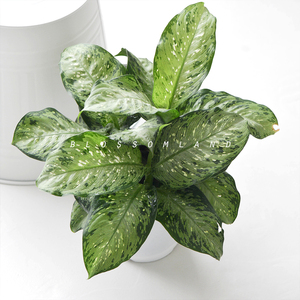 美国万年青星斑粗肋草星斑粉黛叶多年生常绿观叶植物盆栽