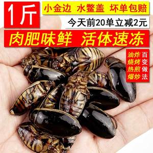 活体新鲜速冻花肚金边小龙虱东北老鳖水蟑螂水蝎子鲜活冷冻水老瘪