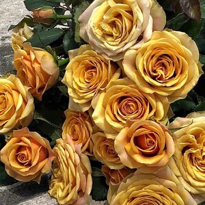 松之梦 独特稀有复古茶色 切花 四季 勤花 灌木扦插月季玫瑰