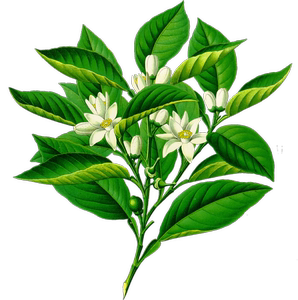 突尼斯苦橙花精油 简装5ml 略次于摩洛哥苦橙花的品质