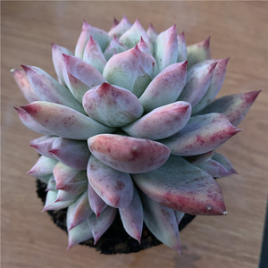 野卡群生多肉原始卡罗拉状态粉带暗纹一物一拍云南精品实拍直发