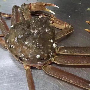 鲜活松叶蟹长脚蟹 1.5-2斤/只 配送温州鹿城龙湾瓯海全年无休包活