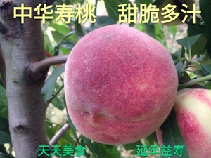新鲜桃山东烟台中华寿桃个大甜脆多汁8斤包邮自产现摘气柱袋包装