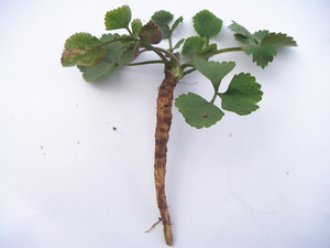 六月寒小当归山当归杏叶菜川白芷杏叶防风骚羊古马蹄防风250克