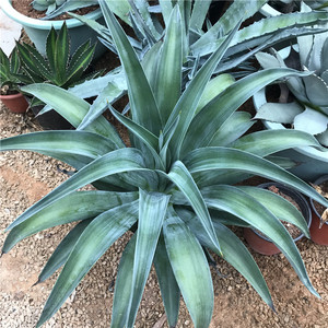 室内外仙人掌龙舌兰植物 初绿翡翠盘大型景观多肉绿植花卉特