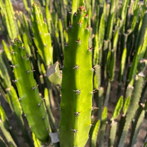 三角袖蒲 四角袖浦 嫁接专用砧木 现砍侧芽无根仙人掌仙人柱