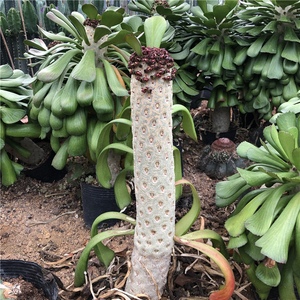 稀有块根多肉植物仙人掌 单刺麒麟 贝信麒麟变异品种花卉绿植盆栽