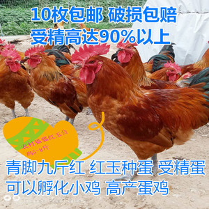 10枚包邮红玉鸡九斤红红瑶麻鸡柴鸡种蛋草鸡土鸡笨鸡孵化蛋受精蛋