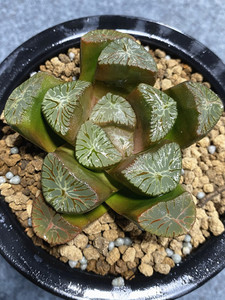 翠万象 经典铭品紫色花纹大窗十二卷属多肉植物一物一拍哒哒植屋