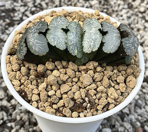 虞姬玉扇多肉植物十二卷属,约3公分多叶宽,一物一拍,哒哒植屋